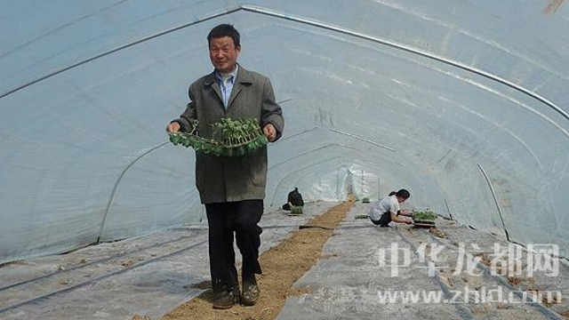 沈丘縣周營鎮(zhèn)無公害西瓜基地內瓜農忙