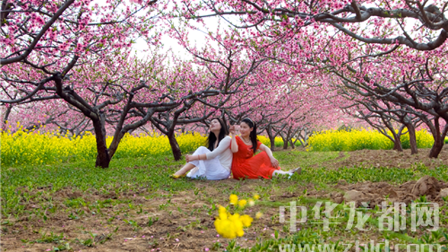 西華縣第十四屆桃花節(jié)明日開(kāi)幕