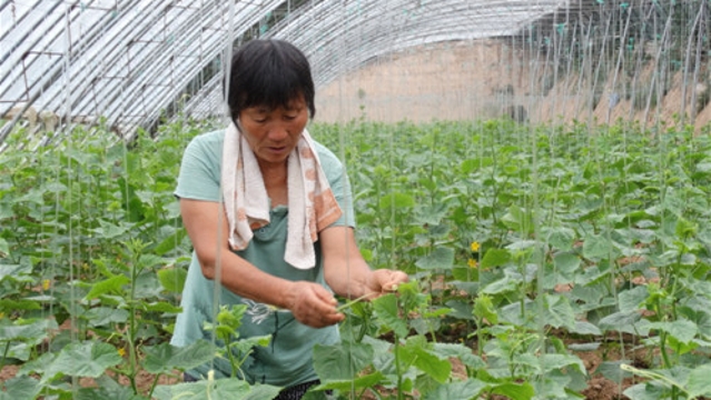 沈丘縣發(fā)展特色農業(yè)種植助脫貧