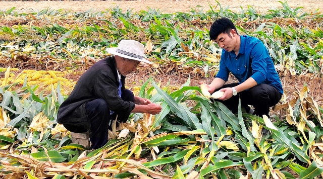 駐村情意深 助農秋收忙