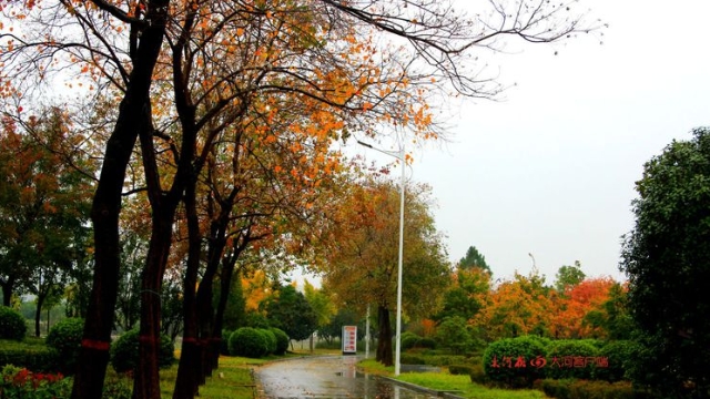 詩情畫意！秋冬之交一場雨 別樣周口落葉美