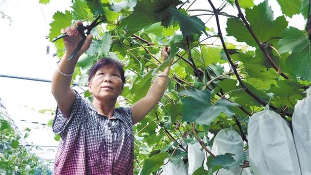 許村有個“扶貧葡萄園”