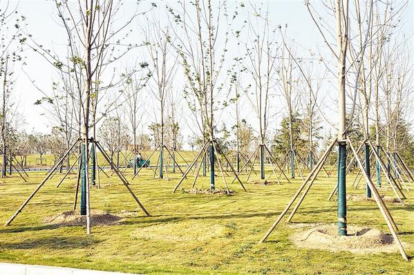 周口市冬季植樹活動在商水縣森林公園舉行