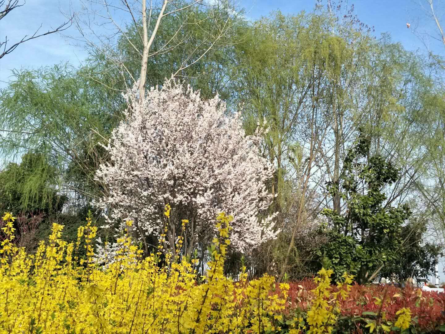 春天里，我們一起來(lái)看花