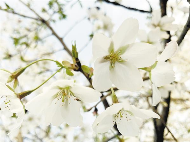 春光不負人 賞花正當時之二：帶您領(lǐng)略一場浪漫“花事”