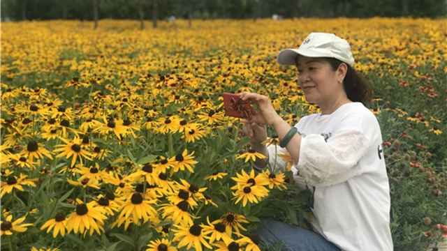 沙潁河南岸金菊盛開(kāi)