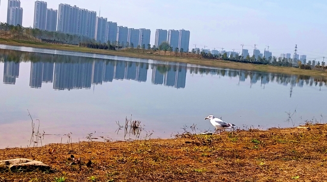 打造水生態(tài)城市，讓周口更宜居