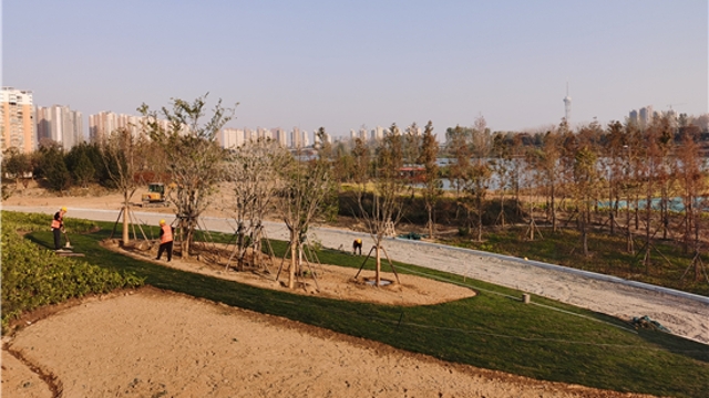 中心城區(qū)沙潁河北岸周口大道至八一大道段生態(tài)景觀芳容初綻