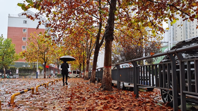 雨中周口，別有一番韻味