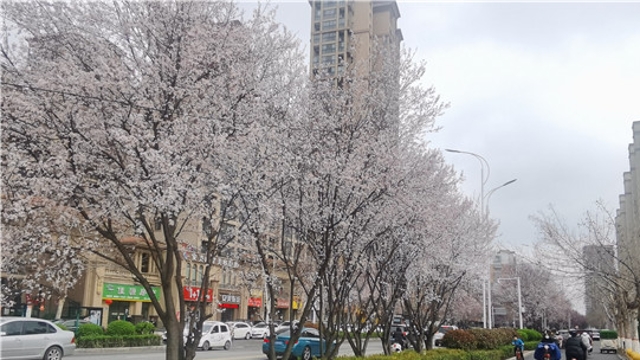 慶豐街紫葉李花開似雪