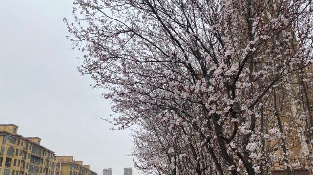 花開滿城 周口城區(qū)春意濃