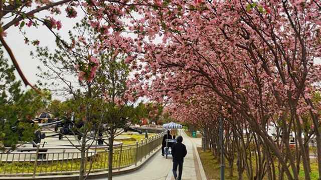 周口公園海棠綻放 現(xiàn)在正是賞花時(shí)