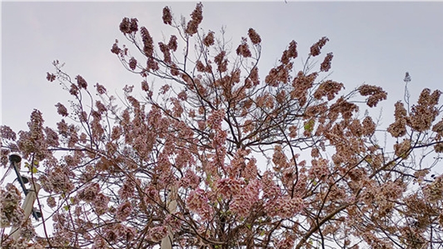 周口：又到梧桐花開時(shí)