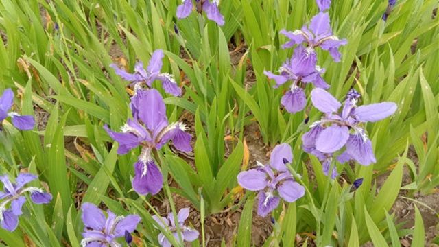 鳶尾花開春意濃