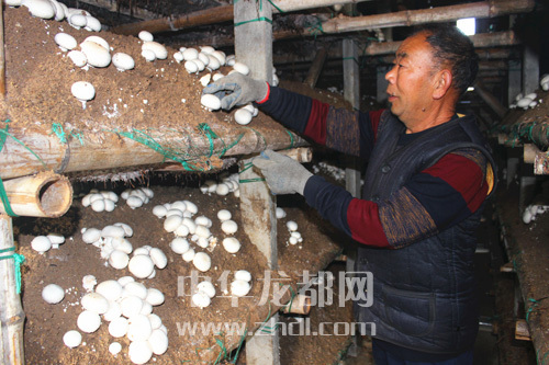 周口項城：食用菌種植基地內(nèi)，工人正在查看雙孢菇長勢