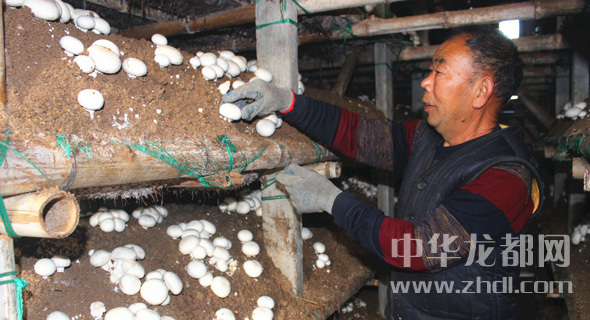 周口項城：食用菌種植基地內，工人正在查看雙孢菇長勢